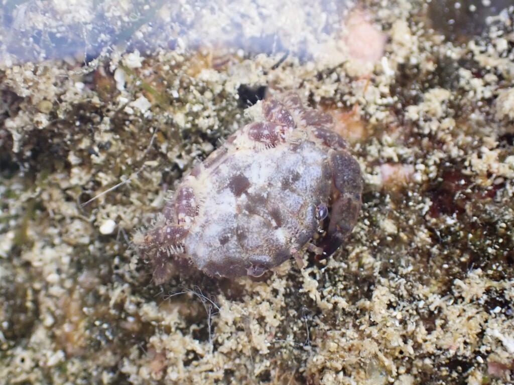 bearded crab
