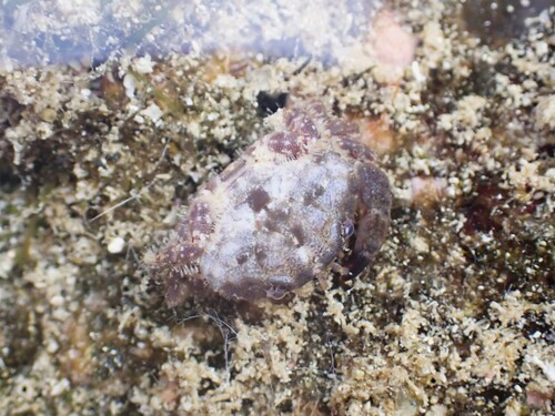 bearded crab
