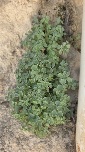 Sarcocapnos enneaphylla, photograph 6