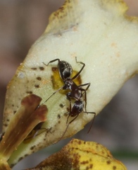 Camponotus angusticeps