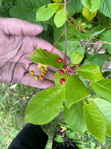 chokecherry