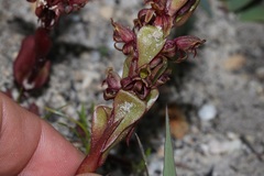 Satyrium lupulinum