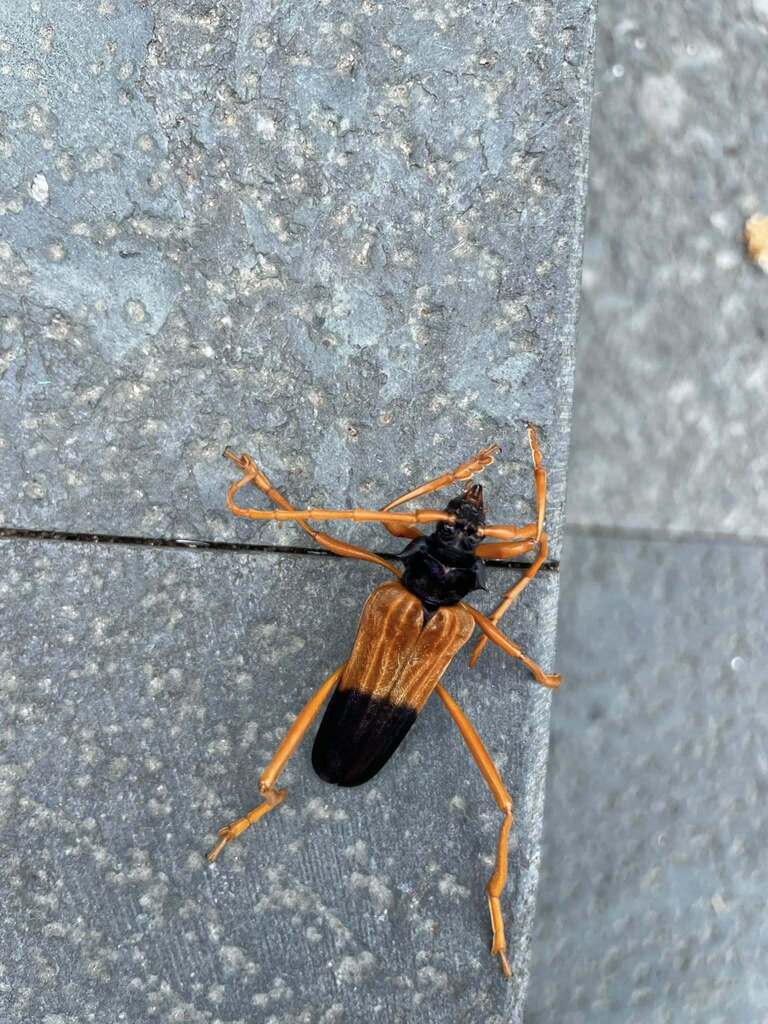 Schmidtiana testaceicornis
