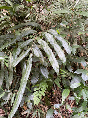 Salpichlaena volubilis, 2026-08-02