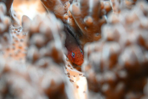 Gobiodon quinquestrigatus observed 2026-08-01