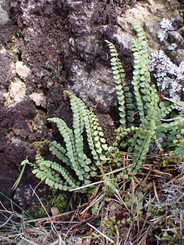 Asplenium adulterinum, photograph 6