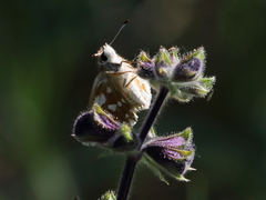 Spialia orbifer