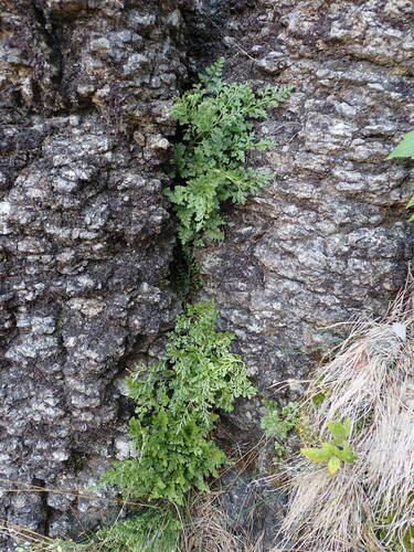Asplenium cuneifolium, photograph 1