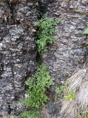Asplenium cuneifolium, photograph (c) Milan Chytrý, some rights reserved (CC BY)