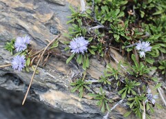 Globularia repens