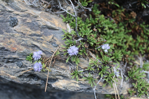 Globularia repens, photograph 1