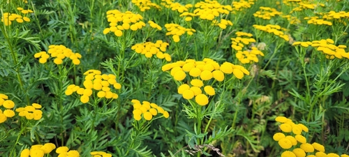Common Tansy