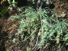 Oxytropis splendens