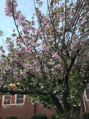 Magnoliopsida