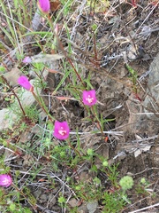 Clarkia gracilis