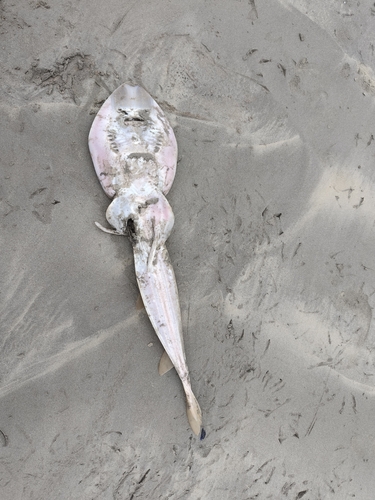Stompsnuitgitaarrog (Acroteriobatus blochii) — Rhinobatidae — 5