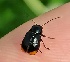 Cryptocephalus biguttatus