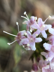 Valeriana arizonica