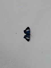 (c) John G. Phillips, some rights reserved (CC BY) Cecropia angustifolia, photograph (c) John G. Phillips, some rights reserved (CC BY)