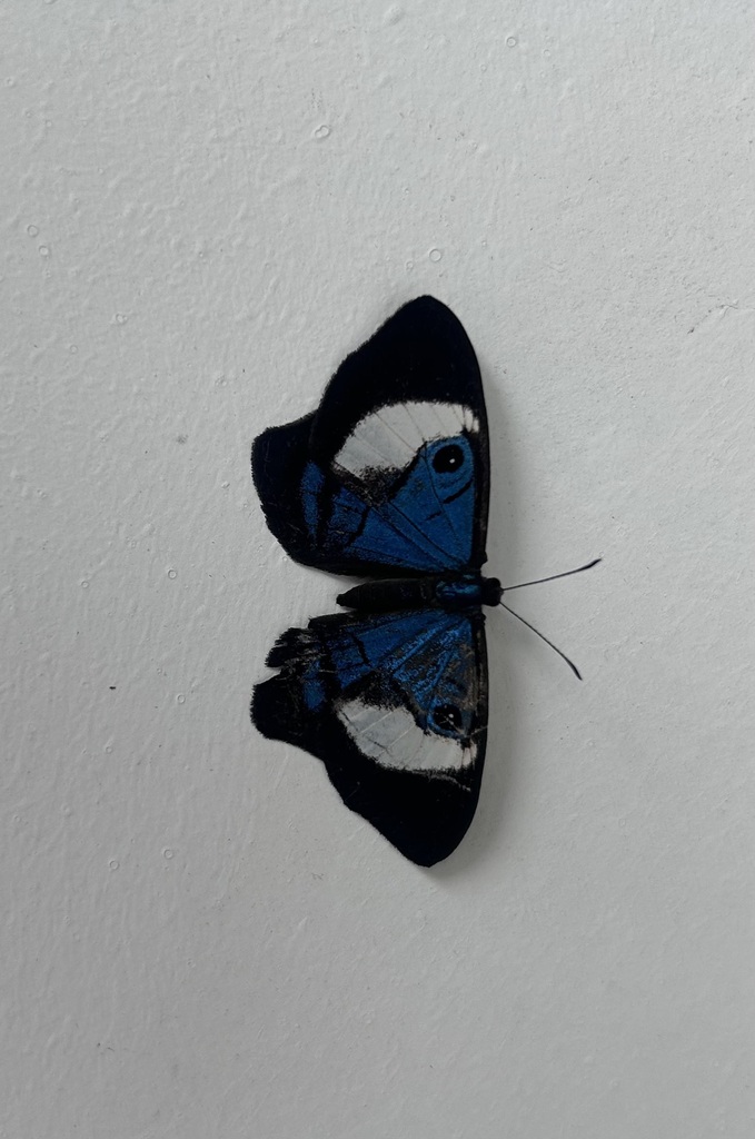 Mesosemia mamilia