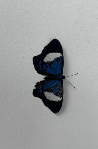 Mesosemia mamilia