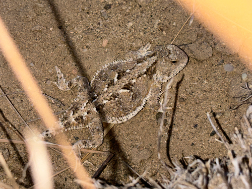 Greater Short-horned Lizard