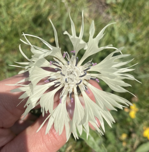 Centaurea cheiranthifolia, photograph 4