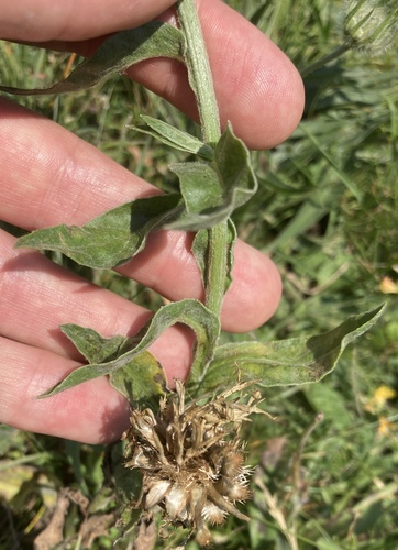 Centaurea cheiranthifolia, photograph 6