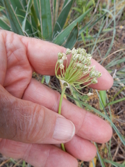 Allium fraseri