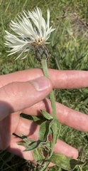Centaurea cheiranthifolia, photograph author not stated, no rights reserved