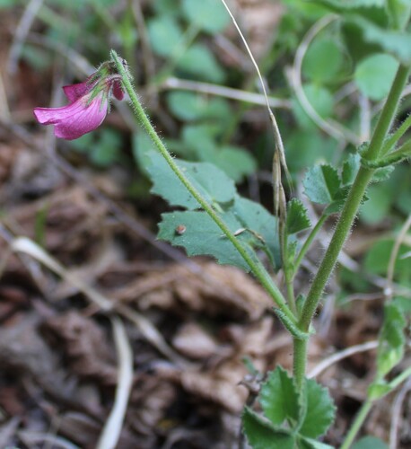 Ononis rotundifolia, photograph 5