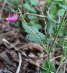 Ononis rotundifolia, photograph (c) Lídia Carrera, some rights reserved (CC BY)