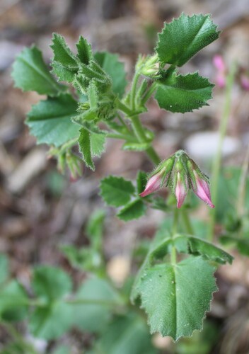 Ononis rotundifolia, photograph 3
