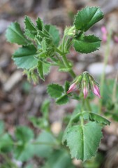 Ononis rotundifolia, photograph (c) Lídia Carrera, some rights reserved (CC BY)