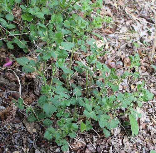 Ononis rotundifolia, photograph 4