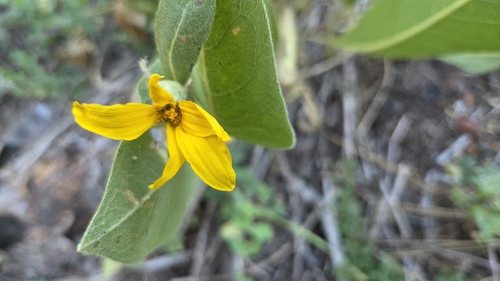 iNaturalist observation photo of woolly mule's ears