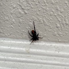 Castianeira descripta