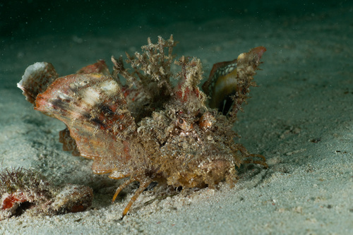 Inimicus didactylus observed 2026-08-02