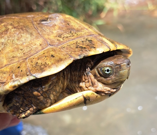 Mediterranean Turtle