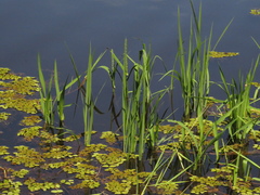 Hymenachne amplexicaulis