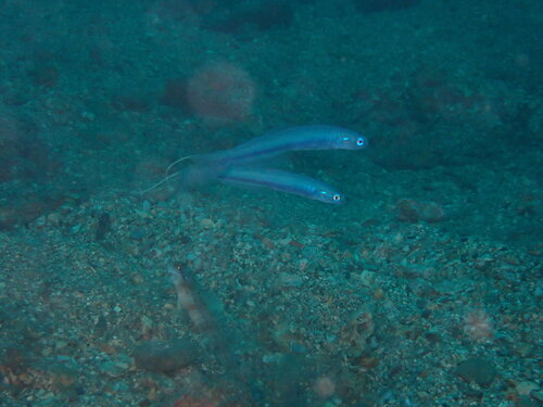 Ptereleotris hanae observed 2026-08-02
