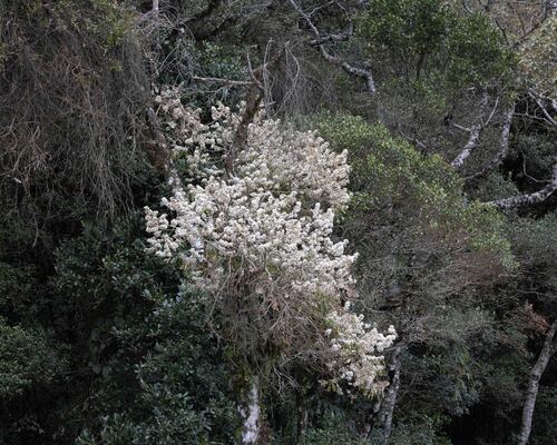 Tabebuia roseoalba