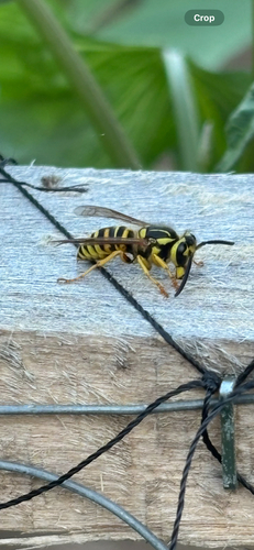 Southern Yellowjacket