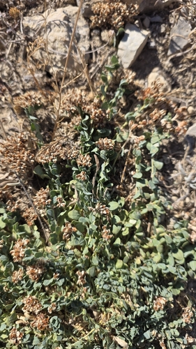 Telephium imperati, photograph 2