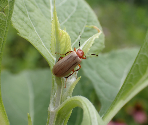 Zonitis bilineata photo 3