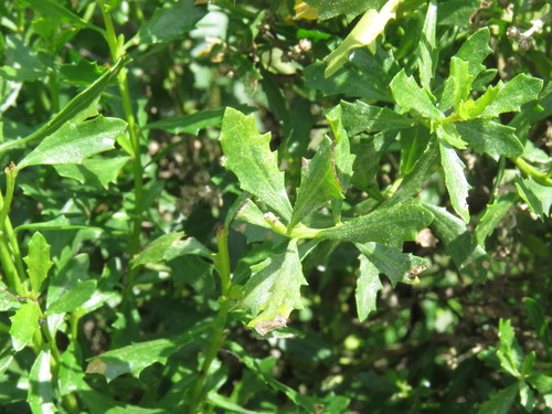 iNaturalist observation photo of coyote brush