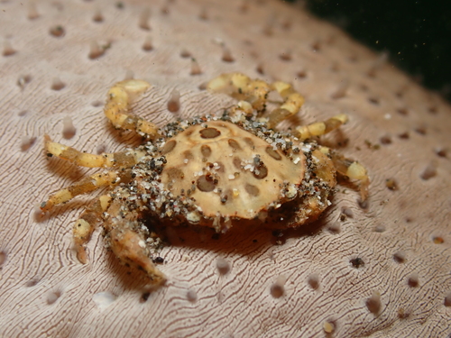 Lissocarcinus orbicularis observed 2026-07-28