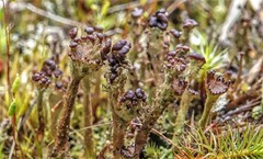 Cladonia gracilis
