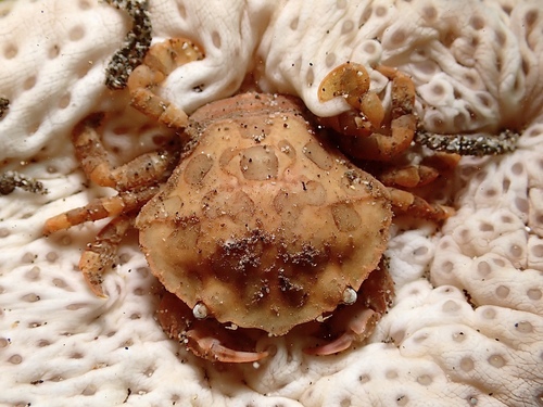 Lissocarcinus orbicularis observed 2026-07-28