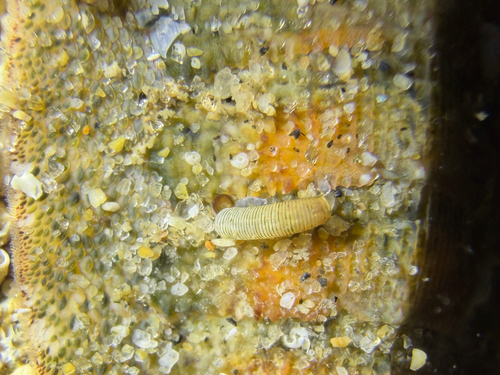 Caecum californicum observed 2026-08-02